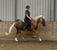 Horse ad