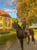 Paardadvertentie