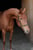 Annonce cheval