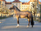 Horse ad