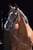 Annuncio cavallo