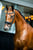 Horse ad