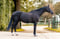 Horse ad