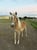 Pferdeinserat