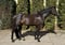 Annuncio cavallo