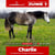 Paardadvertentie