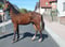 Horse ad