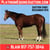Horse ad