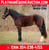 Annuncio cavallo