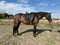 Horse ad