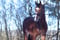 Horse ad