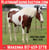 Horse ad