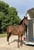 Horse ad