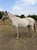 Horse ad