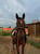 Horse ad