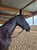 Horse ad