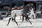 Annuncio cavallo