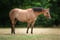 Annuncio cavallo