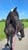 Annuncio cavallo