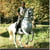 Horse ad