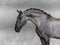 Annuncio cavallo