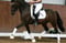 Horse ad