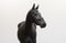 Annuncio cavallo