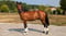 Annuncio cavallo