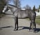 Annuncio cavallo