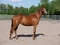 Annuncio cavallo