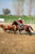 Annuncio cavallo