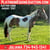Annuncio cavallo