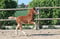 Horse ad