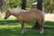 Horse ad
