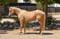 Annuncio cavallo