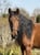 Horse ad