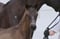Horse ad
