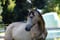 Annuncio cavallo