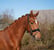 Annonce cheval