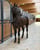 Paardadvertentie