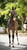Annuncio cavallo
