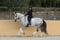Horse ad