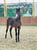 Anuncio de caballos