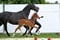 Horse ad