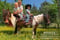 Horse ad
