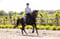 Annuncio cavallo