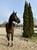Annuncio cavallo