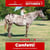 Paardadvertentie