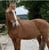 Horse ad
