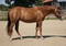 Horse ad